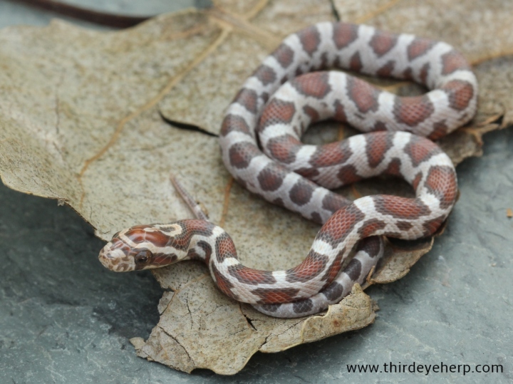 Miami Corn Snake